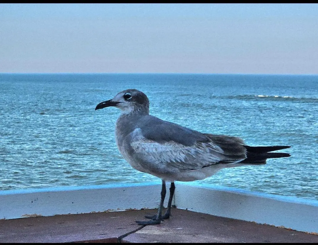 Direct Oceanfront With Balcony Apartment Daytona Beach United States