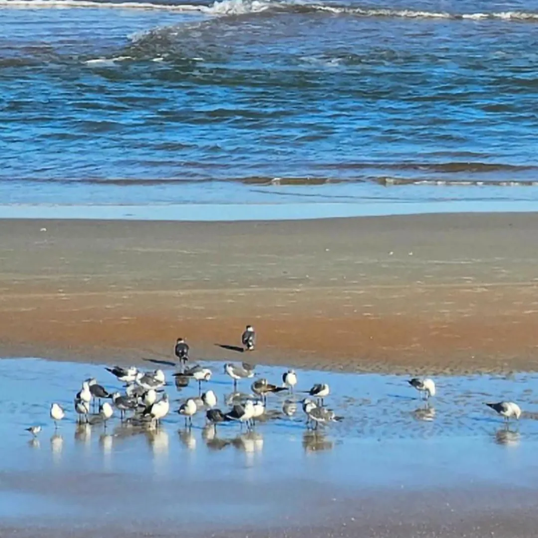 Direct Oceanfront With Balcony Apartment Daytona Beach